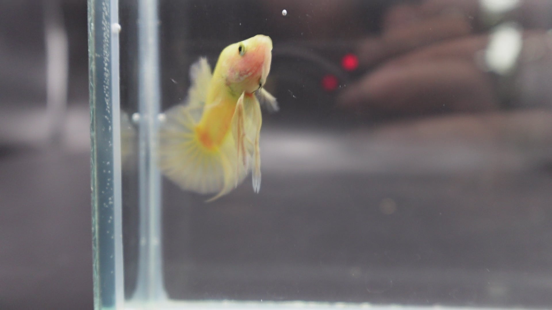 Vivid Yellow Betta Fish