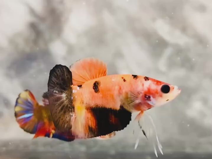 Rare Pair Koi Multicolors Betta Fish