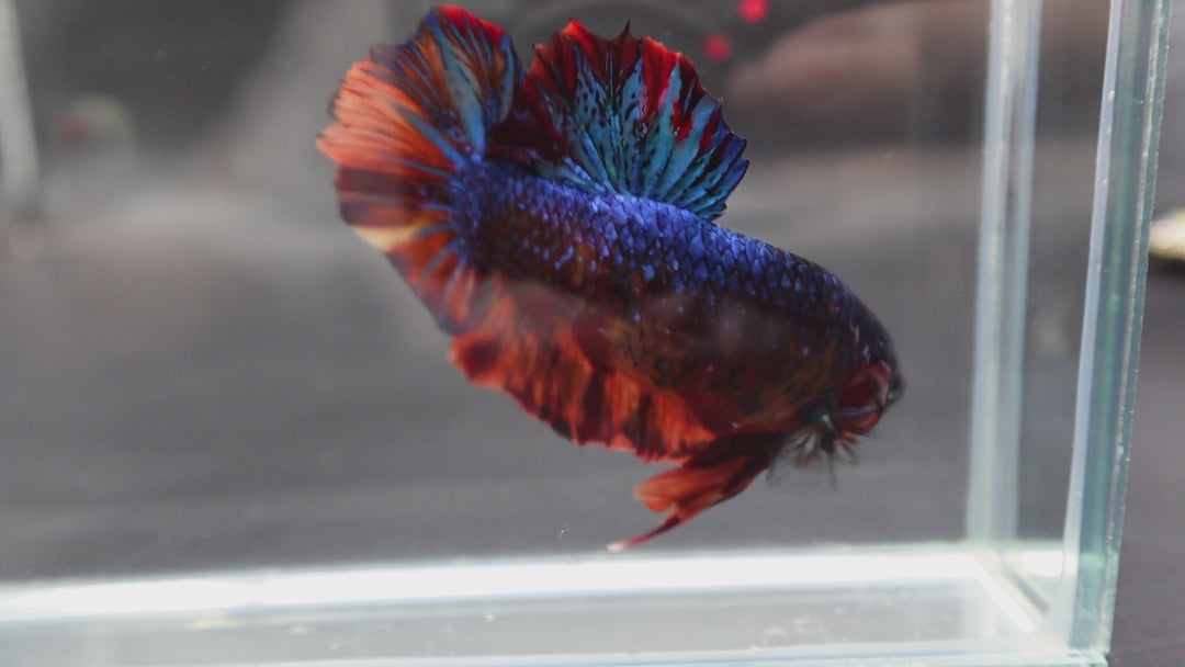 Rare Giant Galaxy Fire Betta Fish