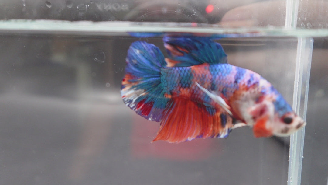 Rare Giant Multicolors Betta Fish