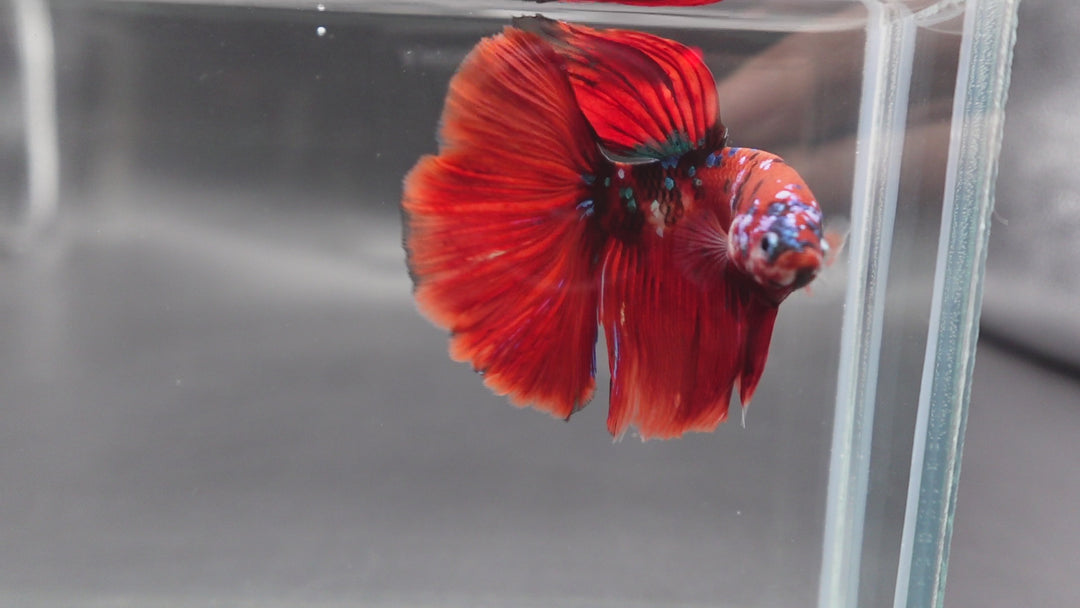 Competition Grade - Giant Halfmoon Red Devil Betta Fish