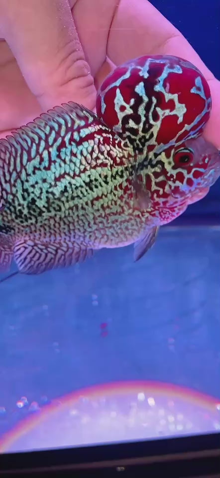 Rare Flowerhorn 4 inch