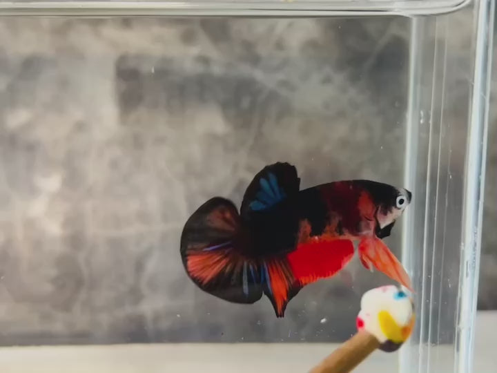 Rare Koi Multicolors Betta Fish