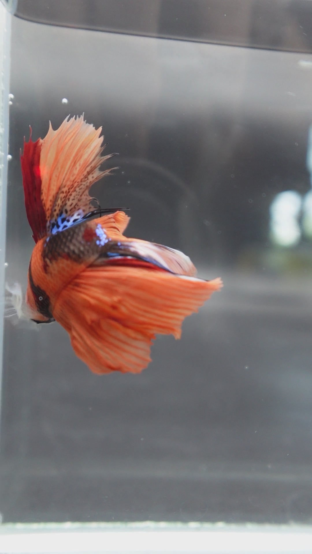 Rare Halfmoon Multicolors Betta Fish