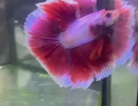 Halfmoon Purple Butterfly Betta Fish