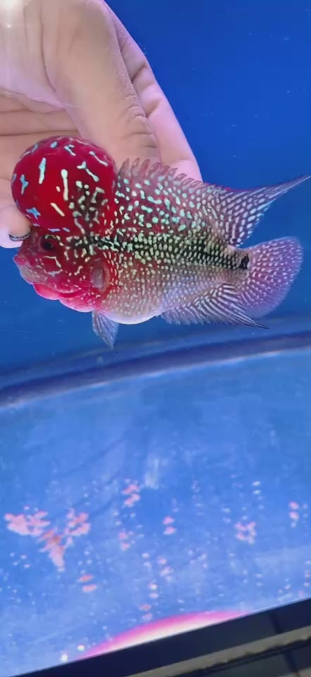 Rare Flowerhorn 4 inch