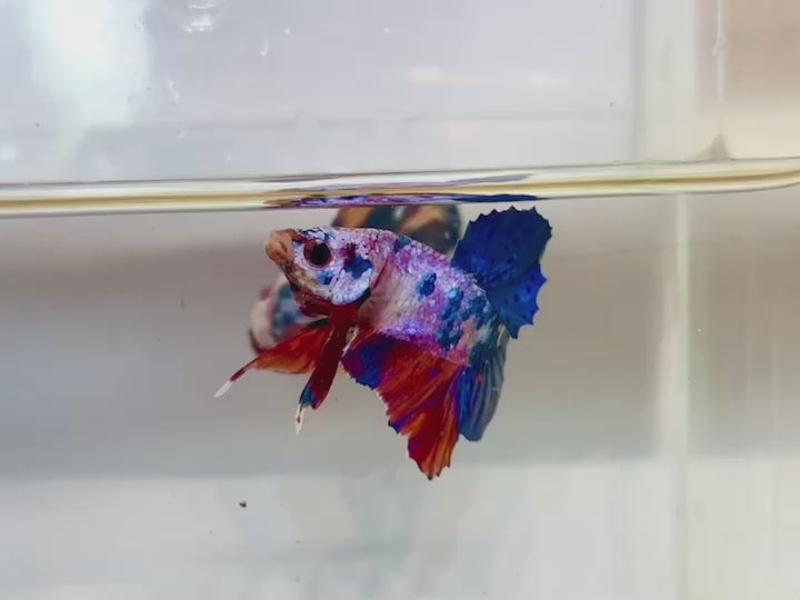 Rare Koi Multicolors Betta Fish