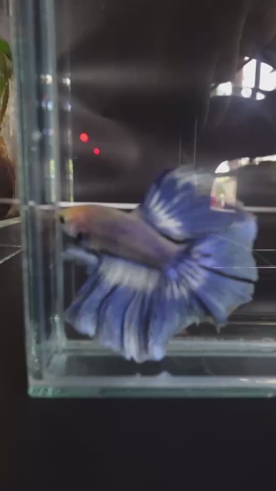 Rare Halfmoon Cloudy Betta Fish