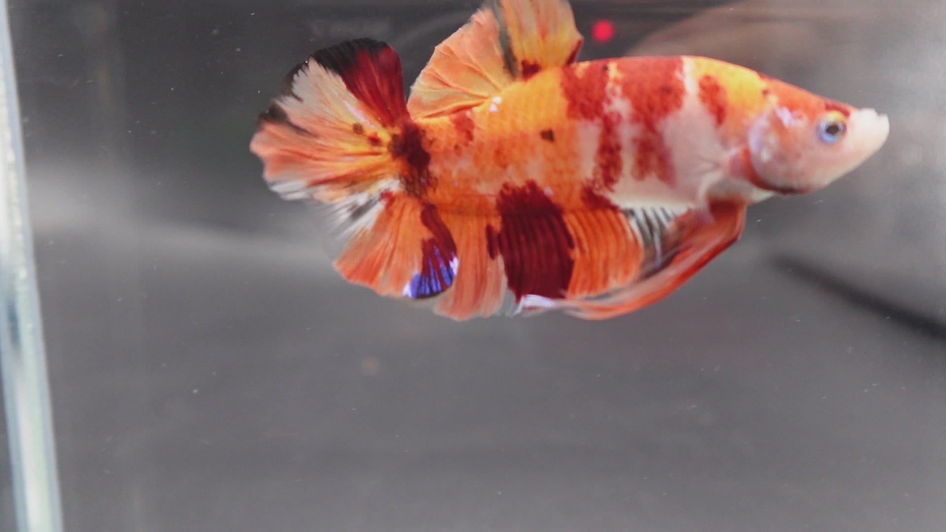 Rare Giant Multicolors Betta Fish