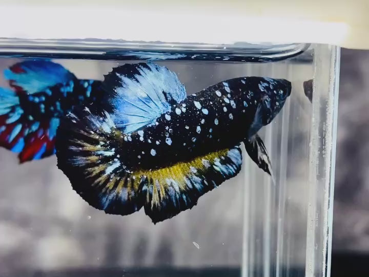 Rare-Avatar-Betta-Fish-AV1023