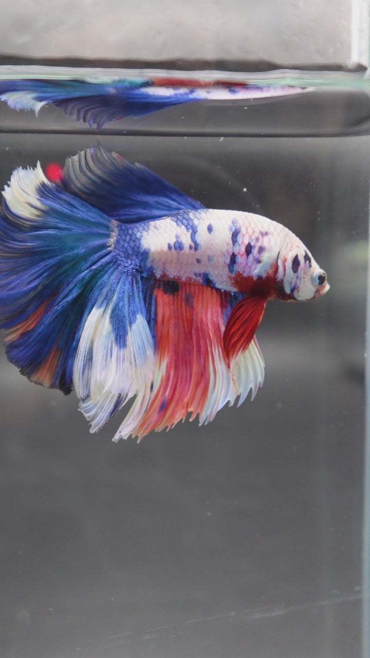 Rare Halfmoon Multicolors Betta Fish