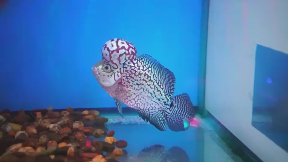 Rare Kamfa Flowerhorn 4.5 inch
