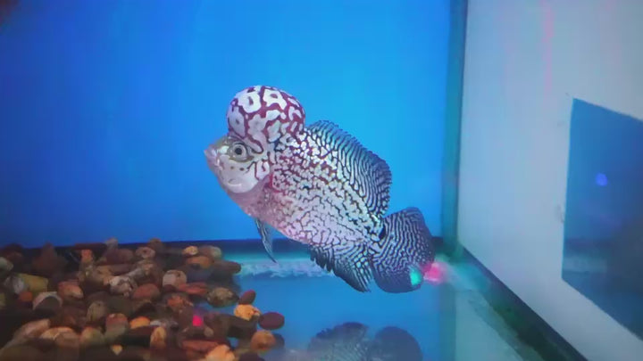 Rare Kamfa Flowerhorn 4.5 inch
