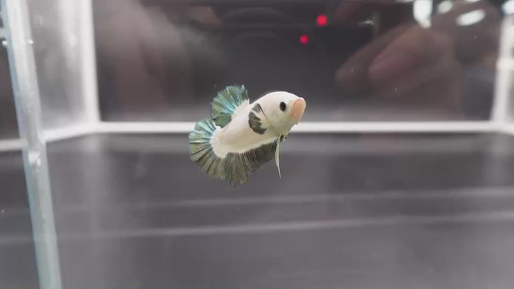 Competition grade - Copper Marble Betta Fish (MALE)
