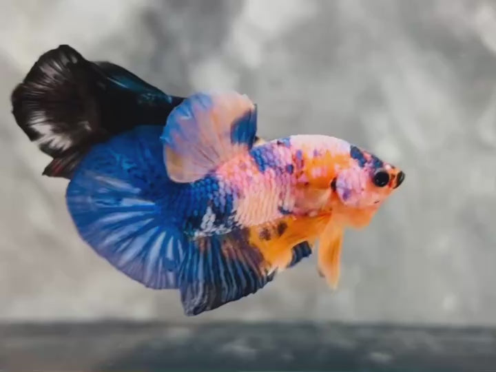 Rare Pair Koi Multicolors Betta Fish