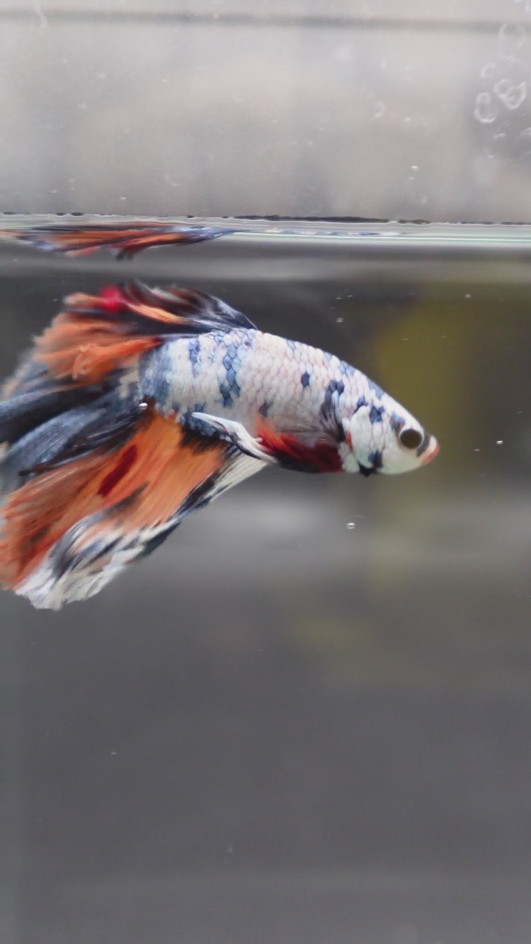 Competition Halfmoon Multicolors Betta Fish