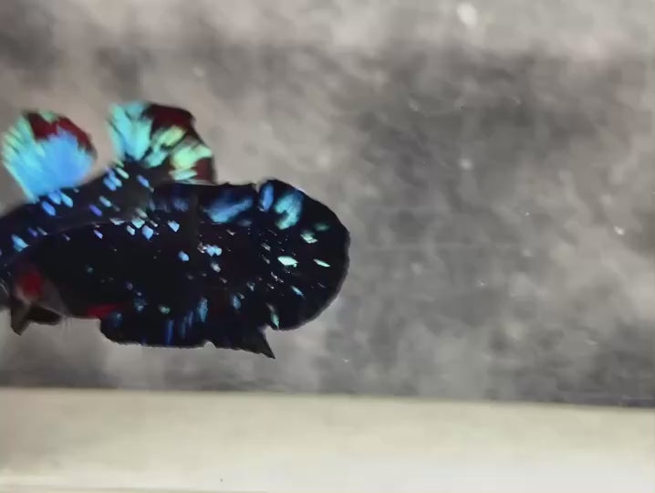 Rare Avatar Betta Fish