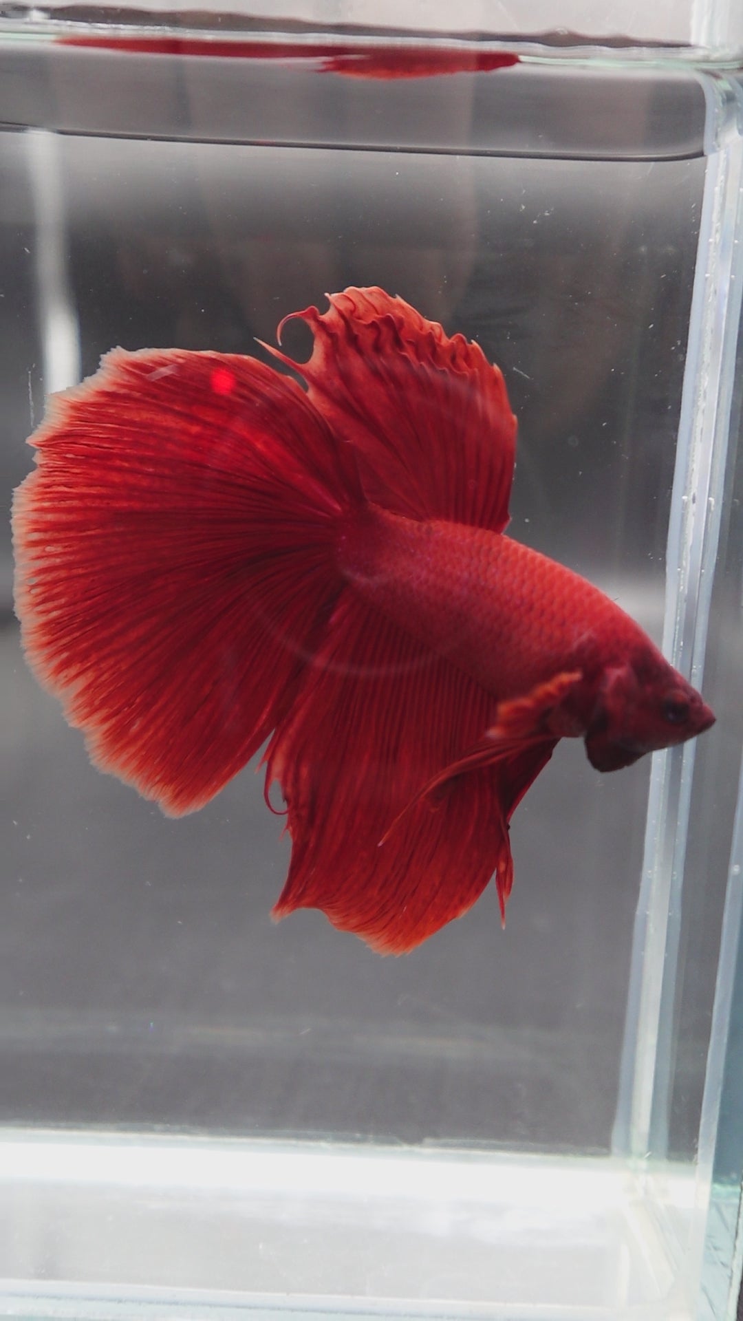 Rare Giant Halfmoon Super Red Betta Fish