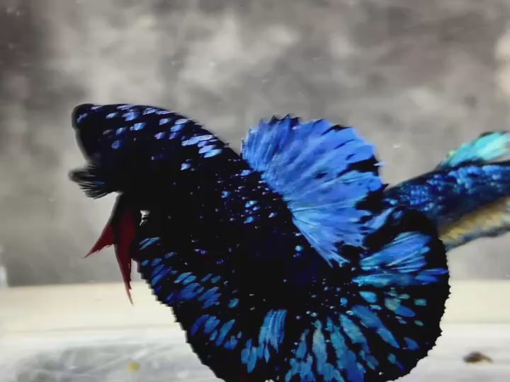 Rare Avatar Betta Fish