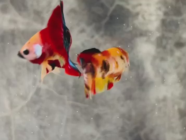 Rare Pair Koi Multicolors Betta Fish