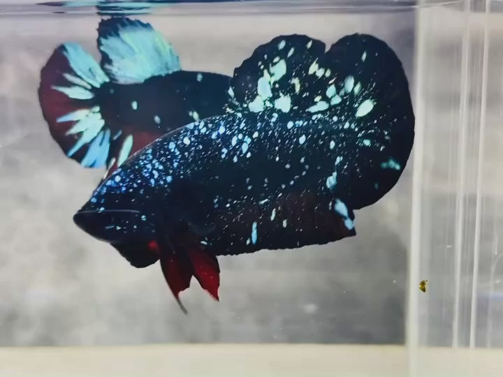 Rare Avatar Betta Fish
