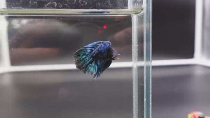 Rare Halfmoon Black Star Betta Fish