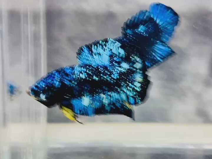 Rare Avatar Betta Fish
