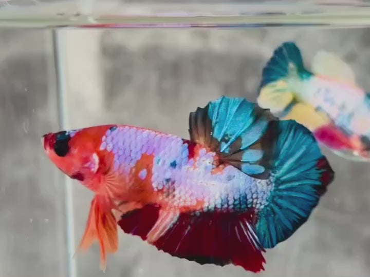 Rare Pair Koi Multicolors Betta Fish