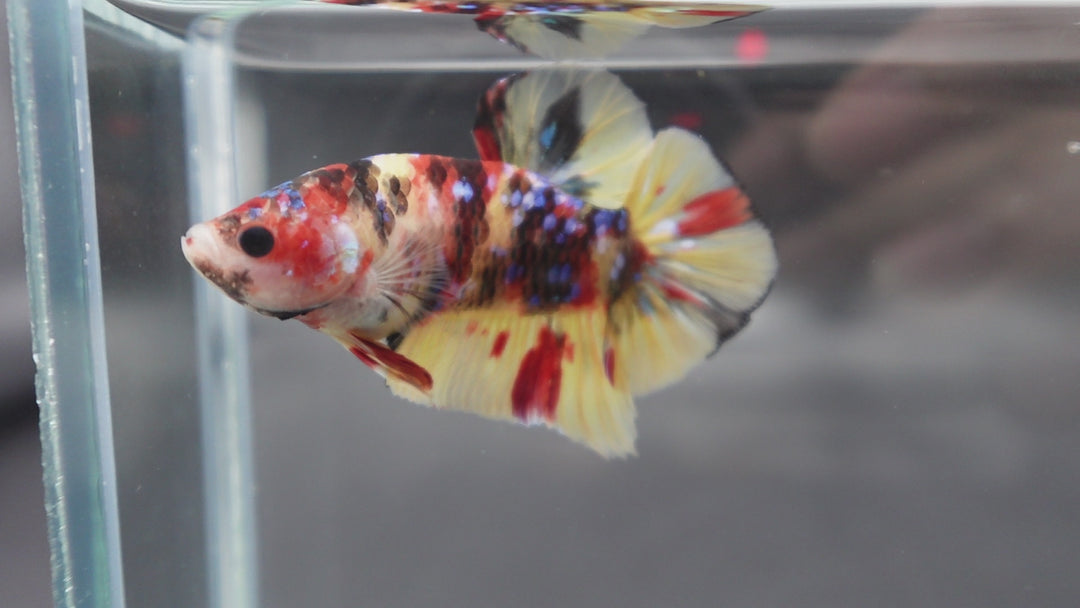 Rare Koi Multicolors Betta Fish