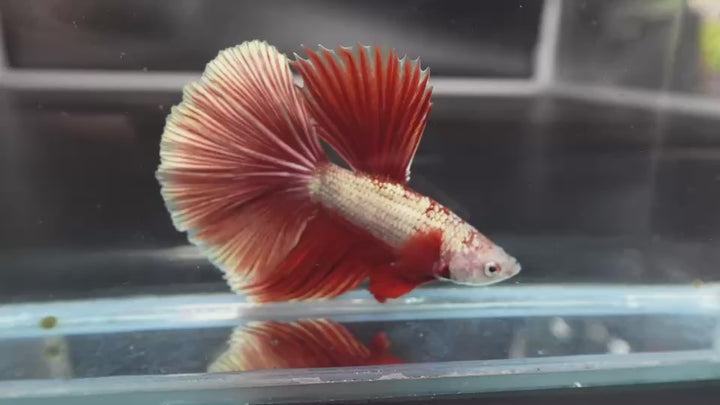 Rare Halfmoon Red Copper Betta Fish