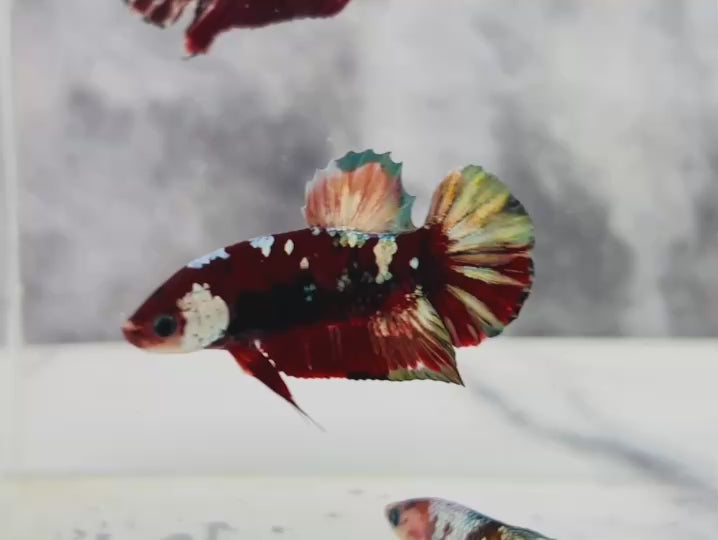 Rare Pair Red Copper Betta Fish