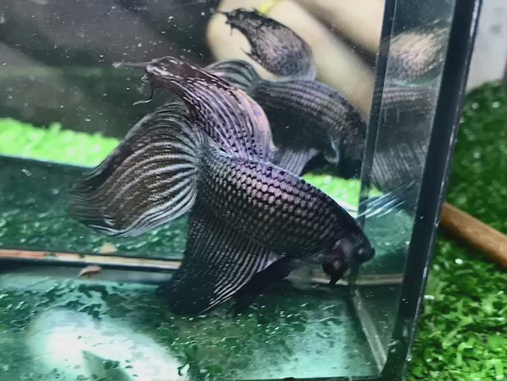 Veiltail Black Dragon Betta Fish