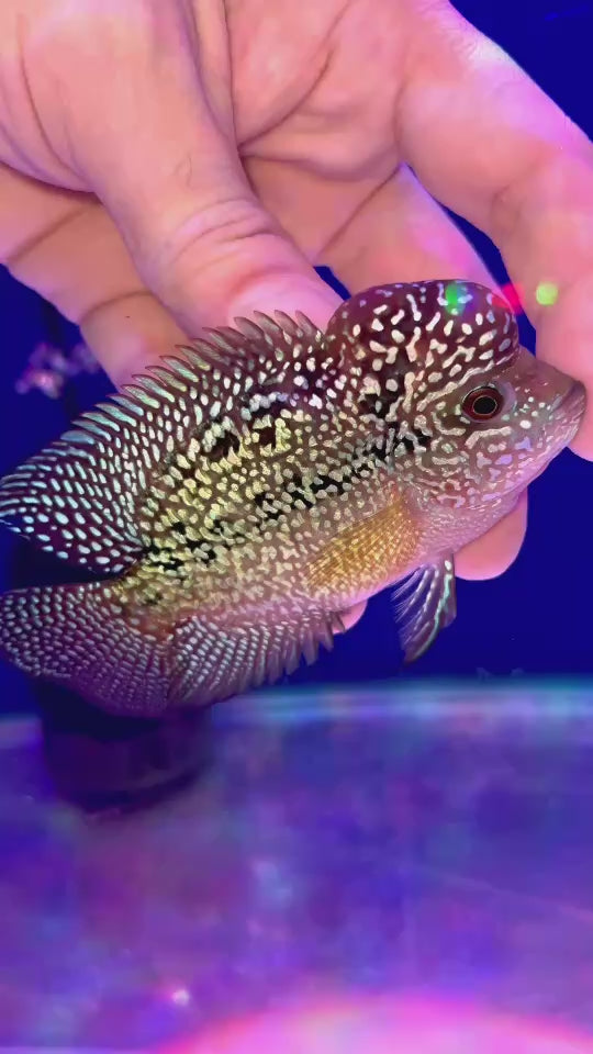 Rare Kamfa Flowerhorn