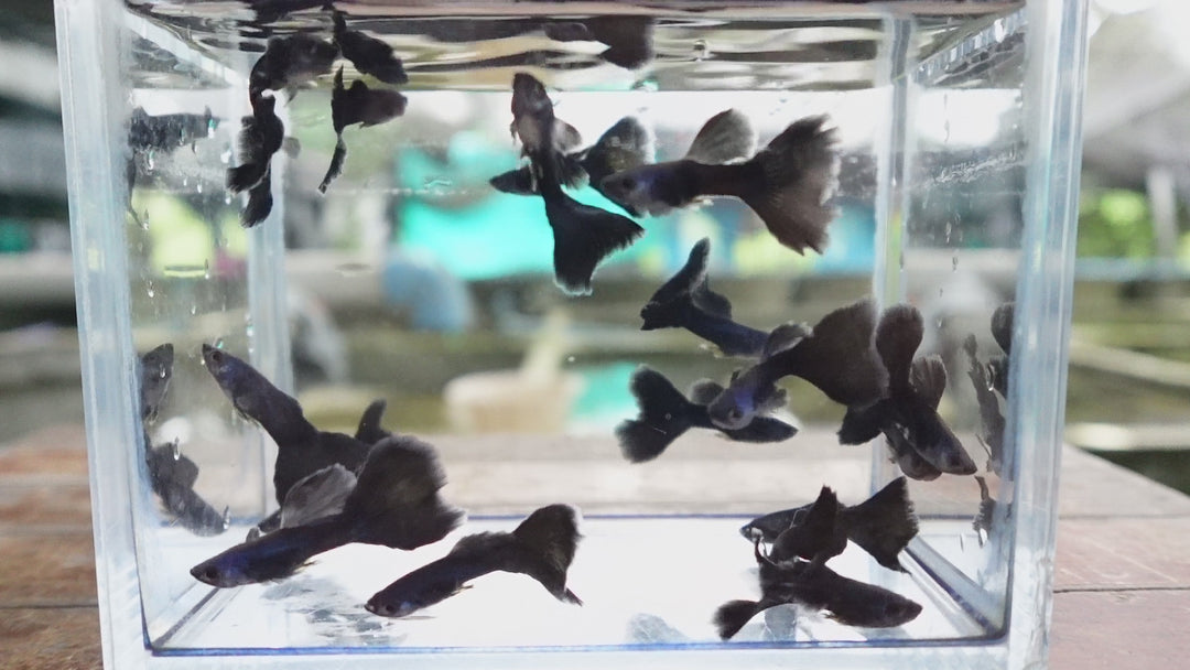 Blue Moscow Guppy Fish