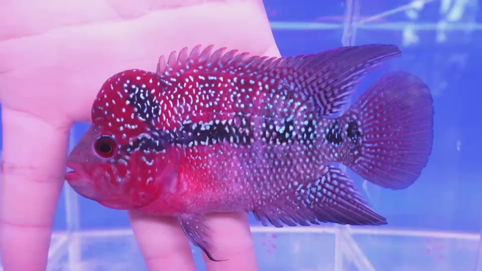 Rare Flowerhorn - 4 inch