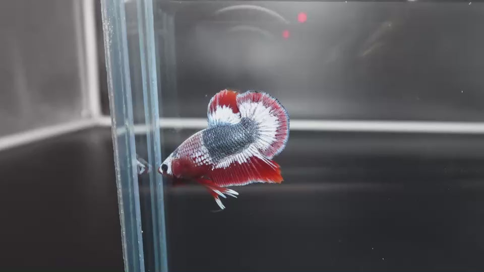 Rare Thai Flag Betta Fish