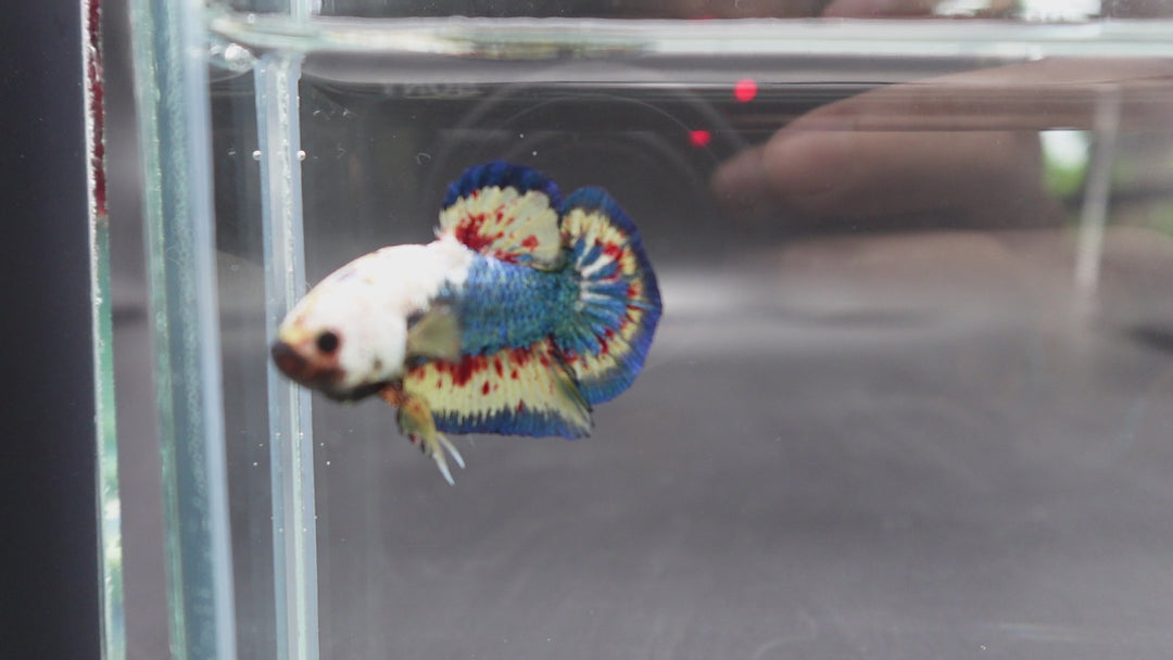 Competition grade - Vanda White Head Betta Fish