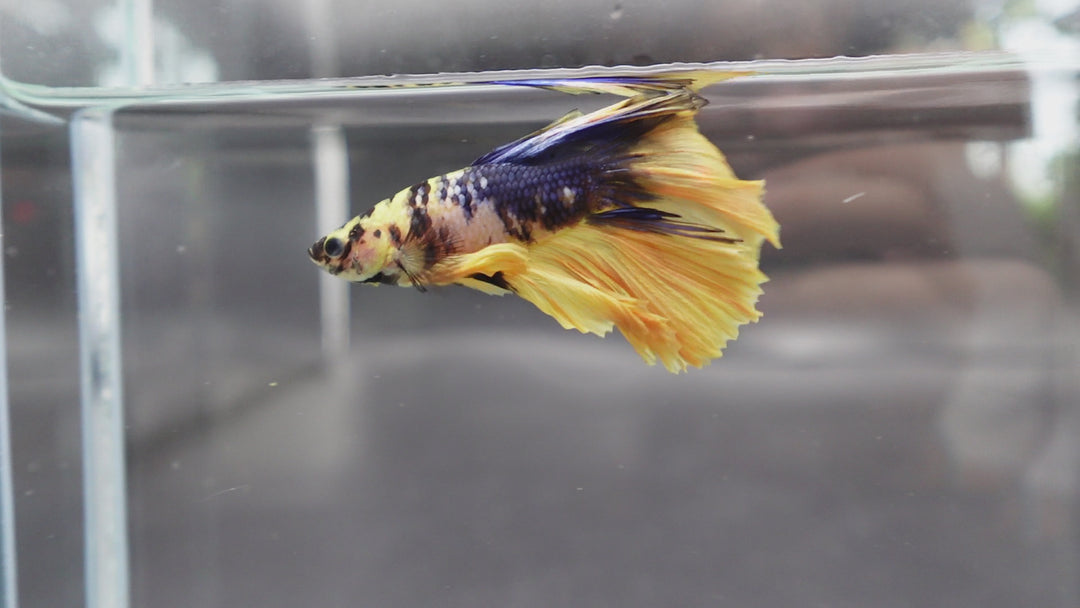 Rare Halfmoon Yellow Tiger Betta Fish