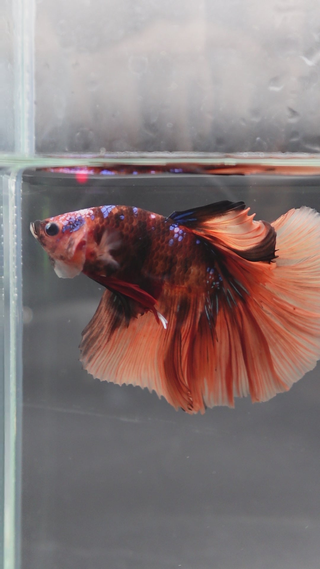 Rare Halfmoon Multicolors Betta Fish