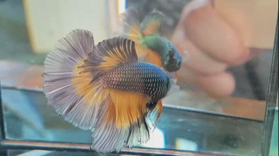 Rare Halfmoon Platinum Mustard Betta Fish