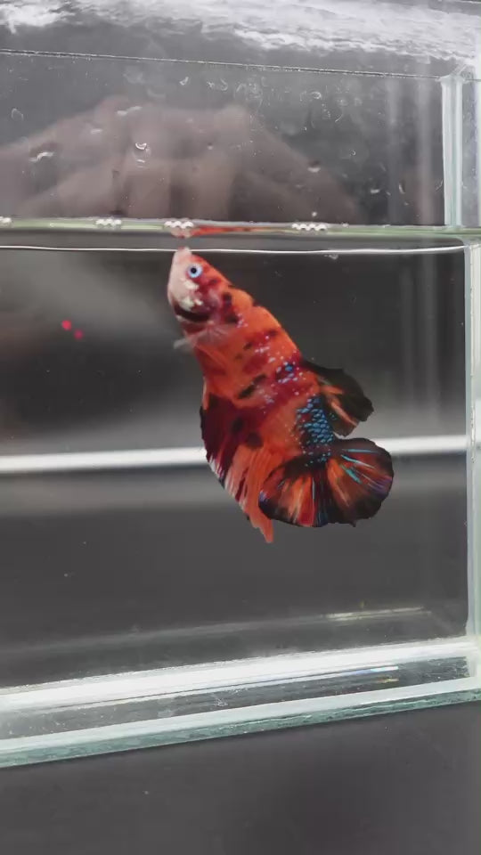 Rare Giant Multicolors Betta Fish