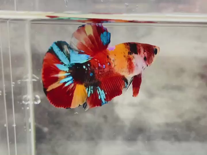 Rare Pair Koi Multicolors Betta Fish