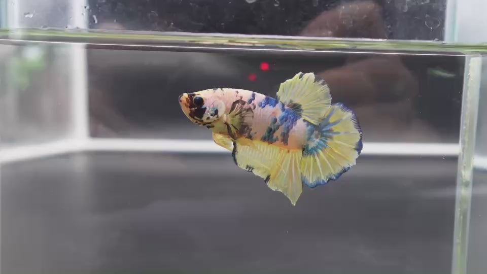 Rare Giant Multicolors Betta Fish