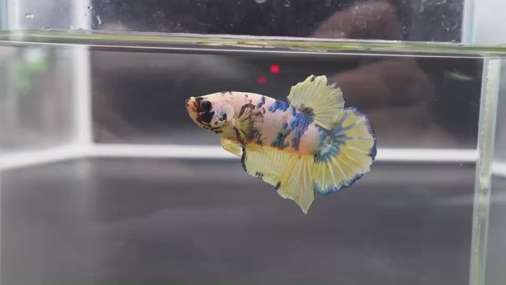 Rare Giant Multicolors Betta Fish