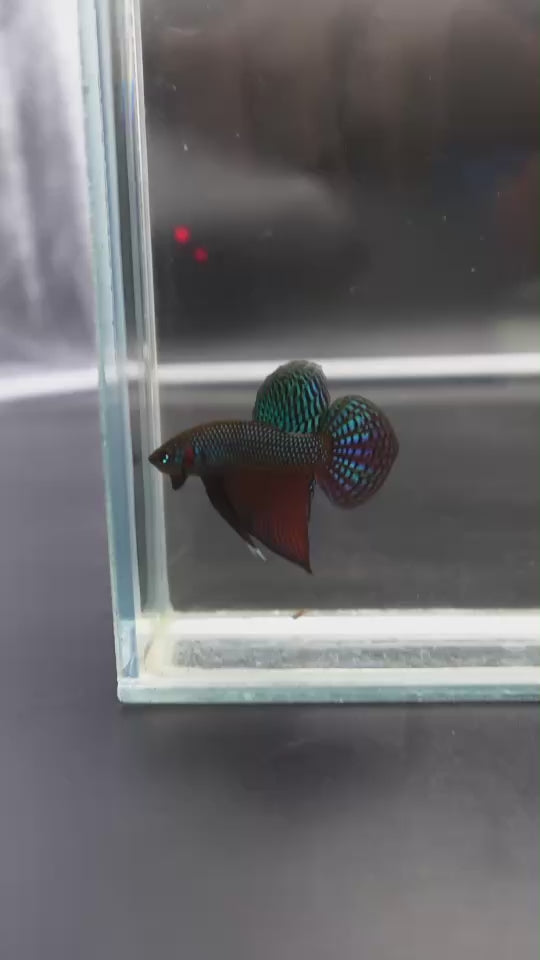 Smaragdina Guitar Spade Tail - Thailand Wild Betta (Male)