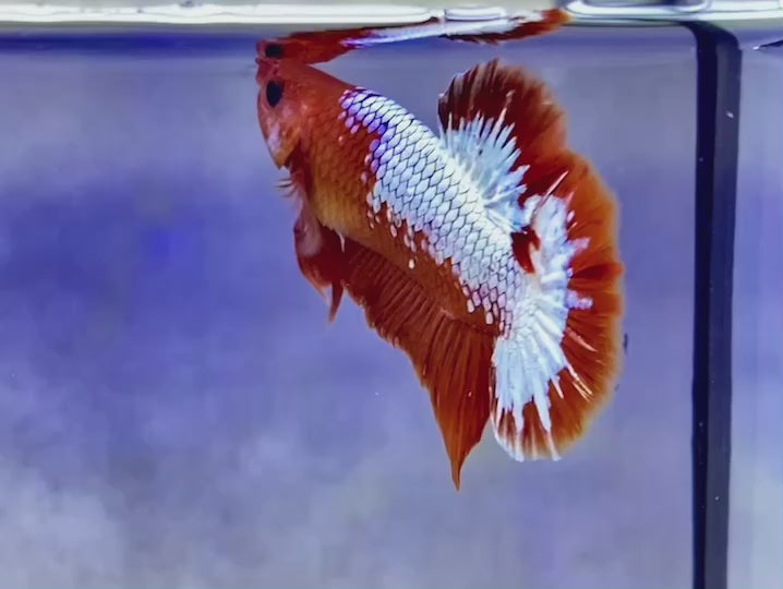 Pair Red Copper Startail Betta Fish