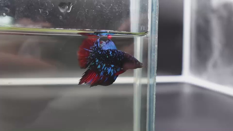 Rare Avatar Betta Fish