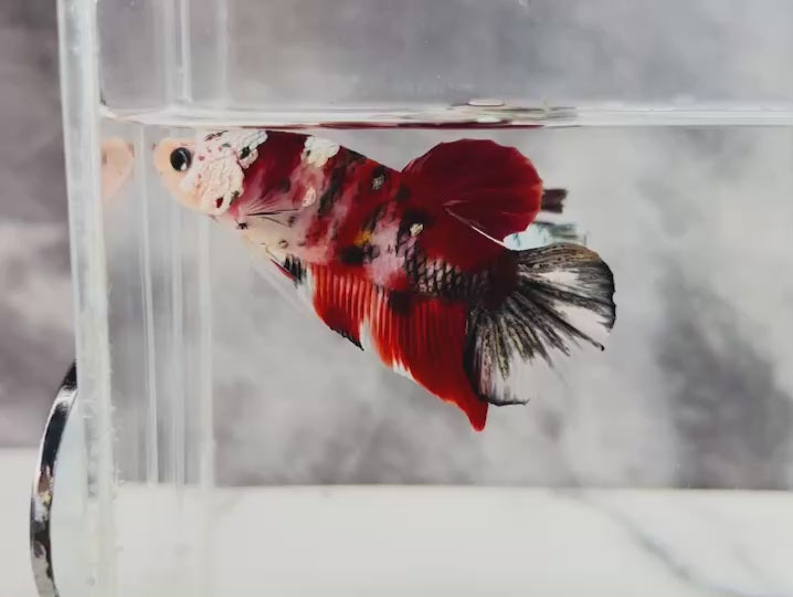 Rare Pair Red Copper Betta Fish