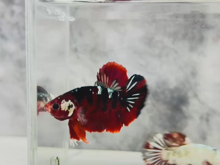 Rare Pair Red Copper Betta Fish