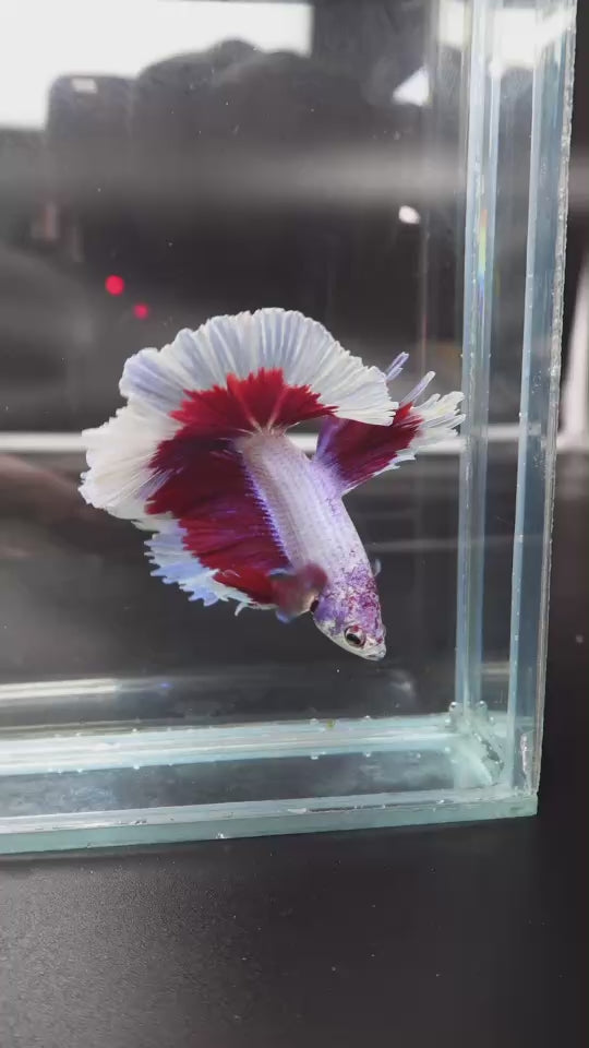 Rare Halfmoon Purple Butterfly Betta Fish